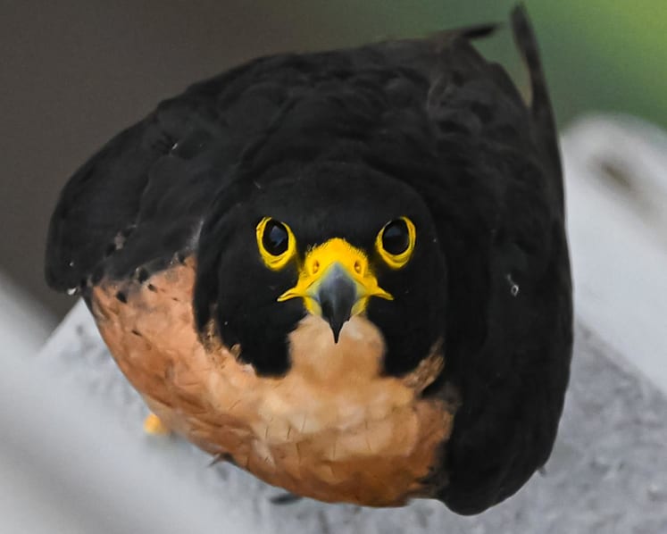 Peregrine falcons recorded nesting in Singapore's CBD for first time, tray set up to encourage breeding