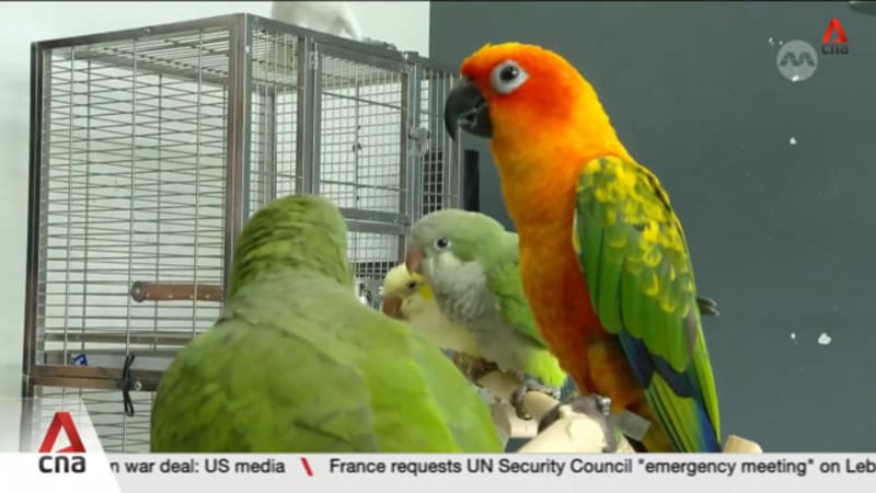NParks receives average of more than 800 pet parrot-related feedback cases annually
