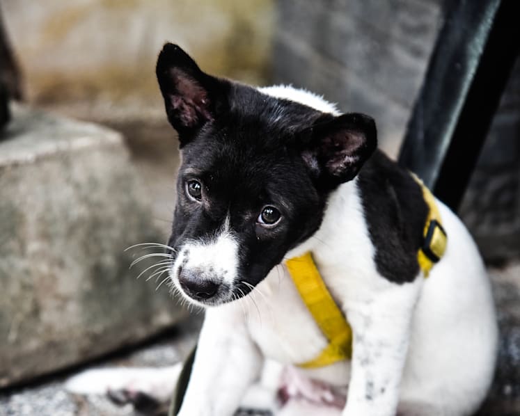 Disease, disgust and dollars: Growing demand for dog meat in Cambodia