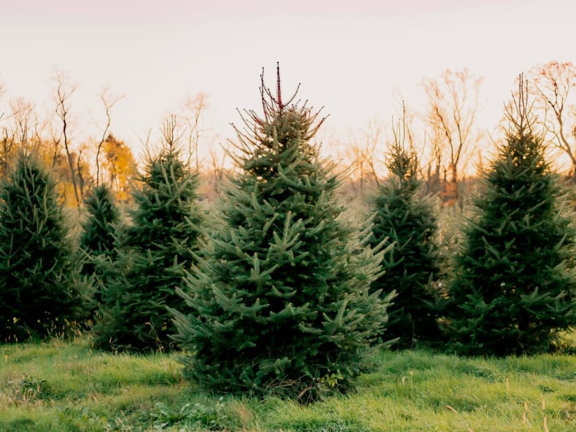 Real chrismas tree sale