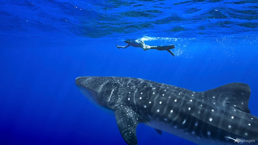 Governments endorse greater protections for sharks amid concerns about overfishing