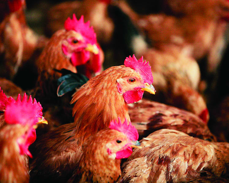 Chicken price shock: Bulk of suppliers accused of price-fixing