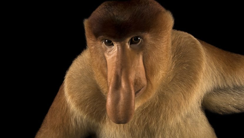 Singapore Zoo’s proboscis monkey in international spotlight