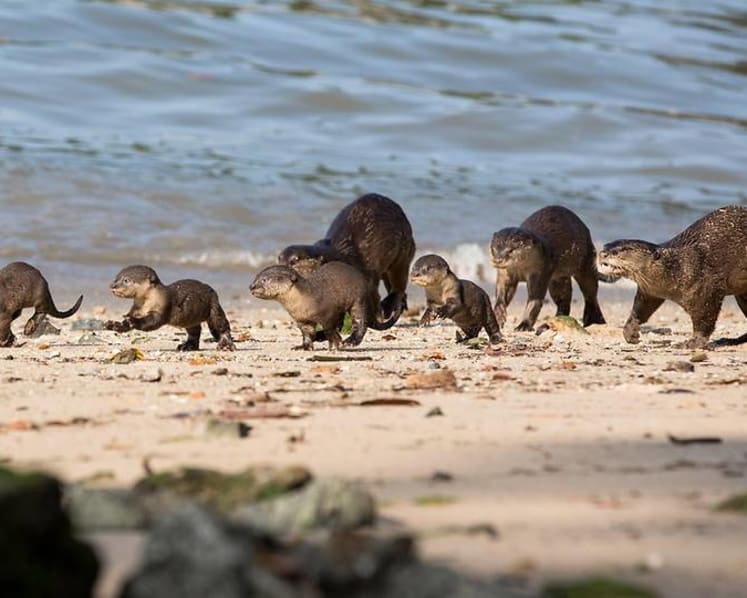 Strong support for tougher wildlife protection laws in Singapore: Survey