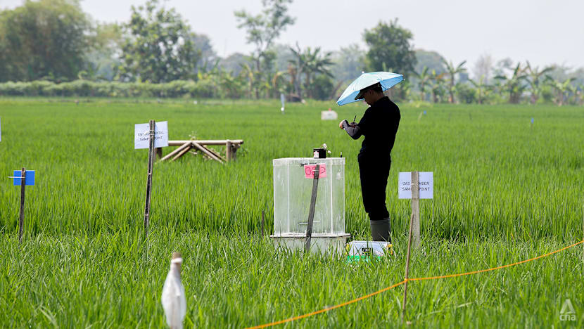 How Singapore scientists are nurturing a climate-friendly rice revolution with some regional farmers