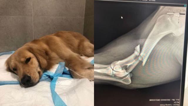 宠物狗遭车撞后逃致骨折 饲主寻目击者