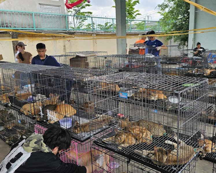 Vietnam police rescue hundreds of cats from being eaten with bust of major animal theft ring