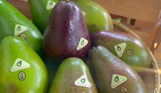 Sabah’s locally grown avocados gain attention as potential major export