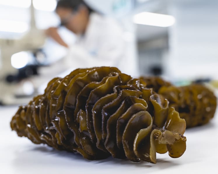 Seaweed extract shown to relieve prostate symptoms
