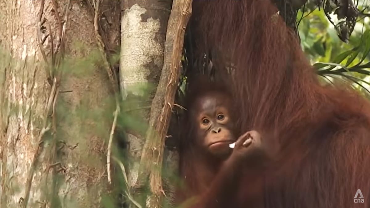 Sarawak steps up monitoring of orangutans as haze and heat persist