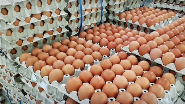 泰国蛋价明天起上调