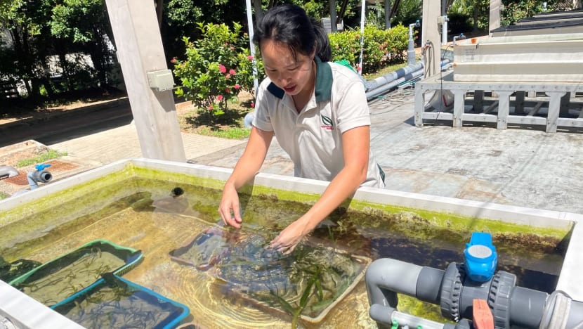 NParks and OCBC launch Singapore's first seagrass restoration project; nearly S$1 million pledged