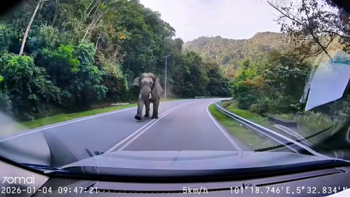Wild elephant charges at motorists along East-West Highway in Malaysia