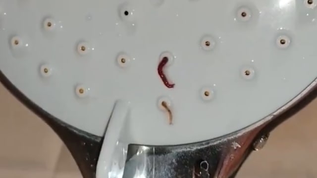 中国女子洗澡时惊见虫子从花洒爬出 视频网上疯传
