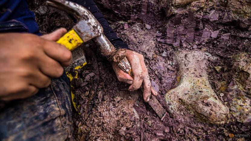 Dinosaur fossils in Brazil reveal new giant species