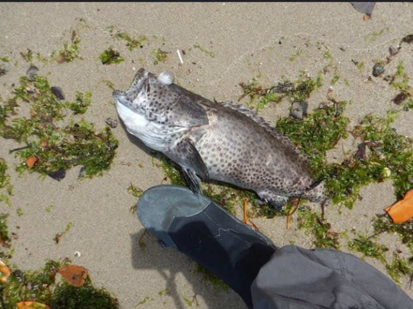 Up to 600 tonnes of fish lost to algal bloom: AVA