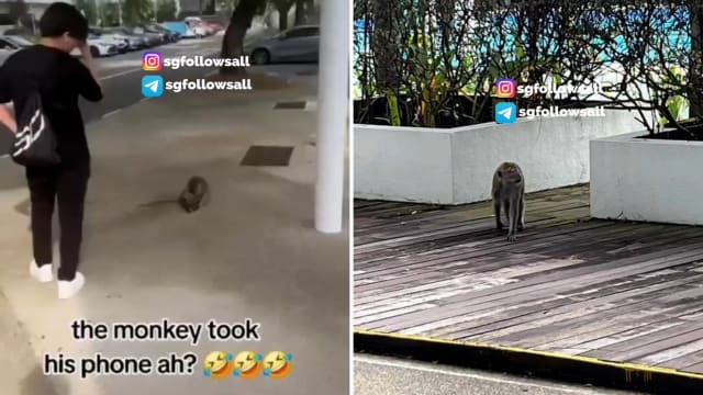 猴子也要上学用手机！猴子出没校园 抢理工生手机