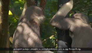 அமைதியும் அழகும் நிறைந்த புதிய Rainforest Wild Asia பூங்கா திறப்பு