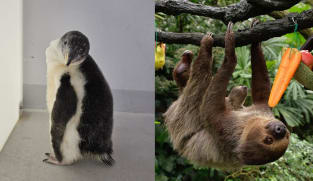 Baby boom at Singapore's wildlife parks includes first penguin chicks, endangered species