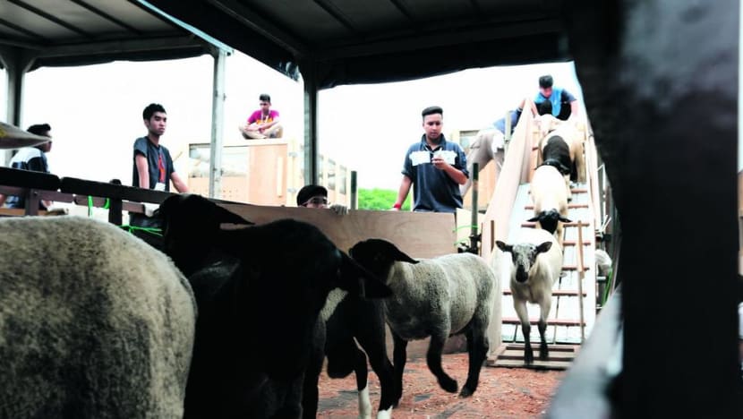 No livestock to be imported into Singapore for Korban ritual this year: Muis