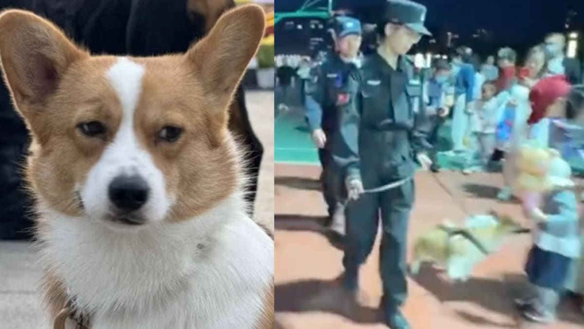 China's First Corgi Police Dog In Trouble Again — This Time For Stealing  Sausage From Kid During Patrol - 8days