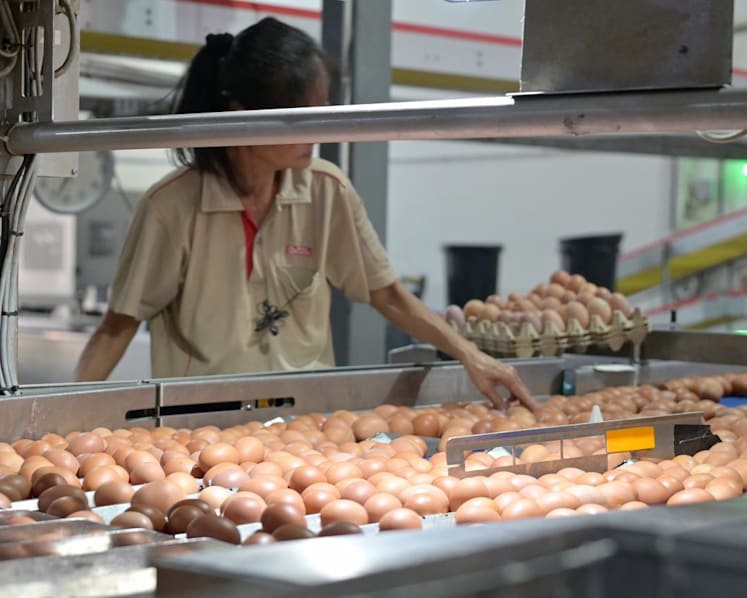 Seng Choon egg farm to move after land-use changes announced for Lim Chu Kang; four other farms affected