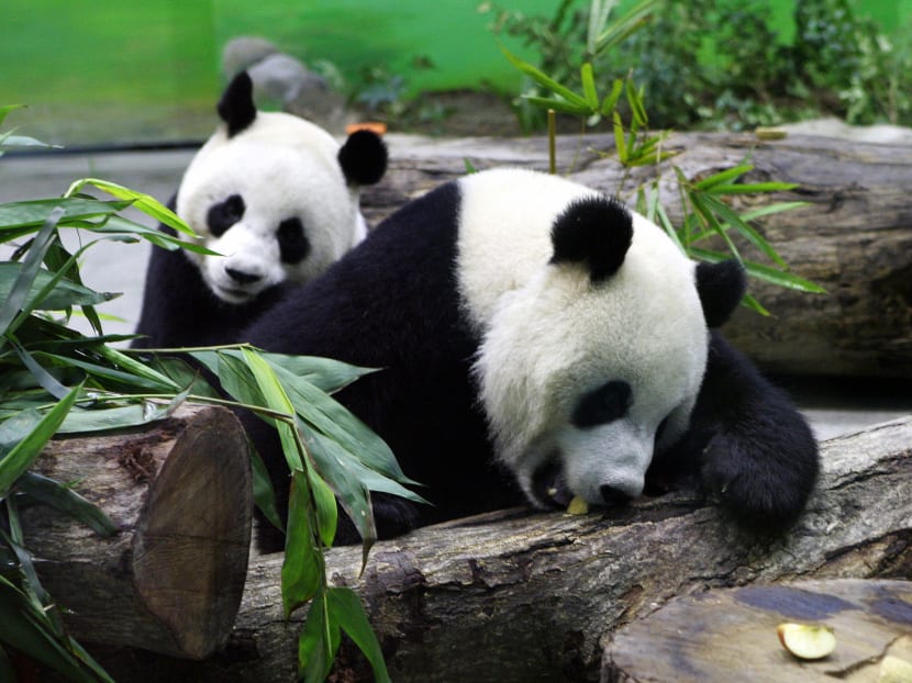 Taipei Zoo was forced to deny reports that a giant panda gifted by China as a symbol of unity had died. Photo: AFP