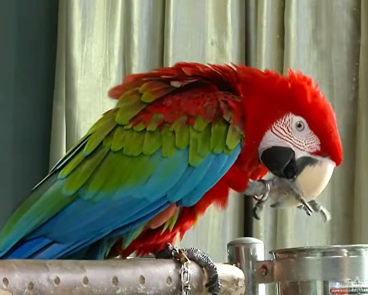 Pet parrots bring companionship to owners, but can ruffle neighbours' feathers