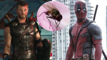 Australian Scientists Name New Fly Species After Marvel Superheroes, Stan Lee