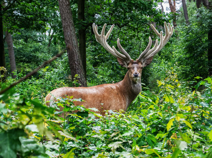 Antlers are complex organs of bones, blood vessels, nerves, muscle, skin and even fur, known as velvet.