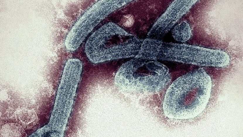 Ghana sahkan kes pertama virus Marburg