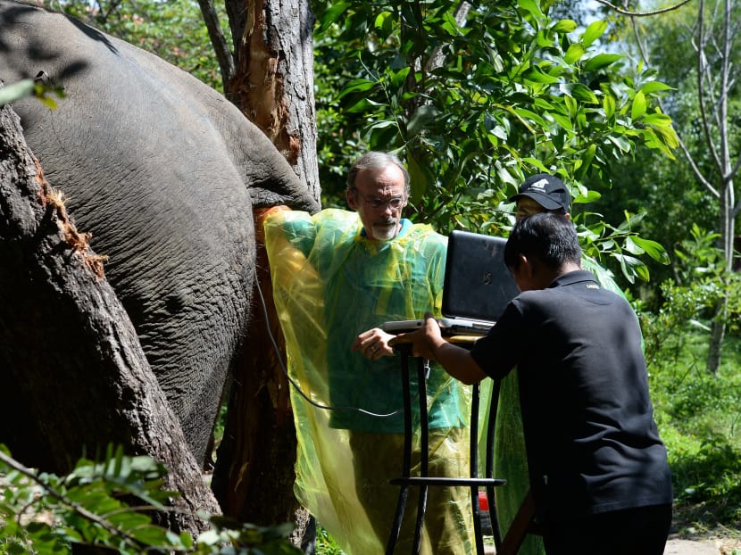 Survival of the unfittest: Vietnam’s disappearing elephants