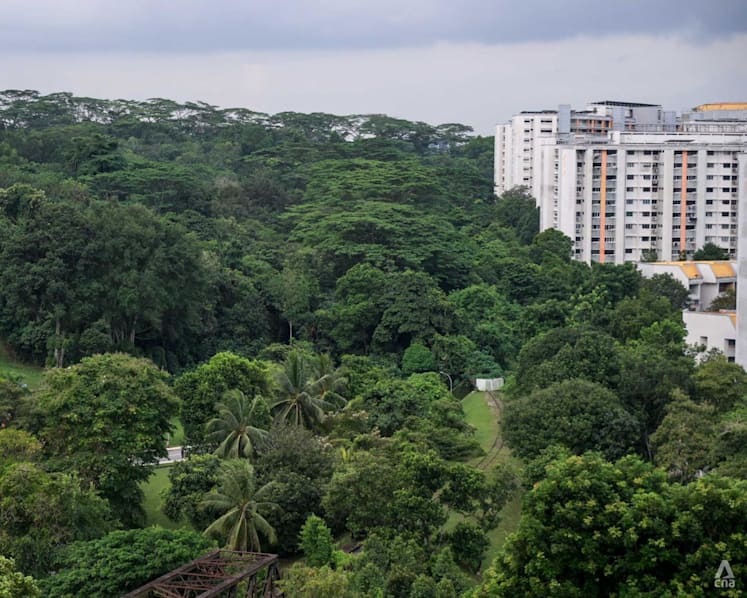 More greenery retained, fewer homes planned for Maju Forest, Gillman Barracks sites after public feedback