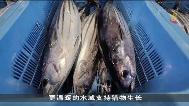 日本渔夫广岛周围海域发现大量野生鲣鱼 专家：现象令人担忧