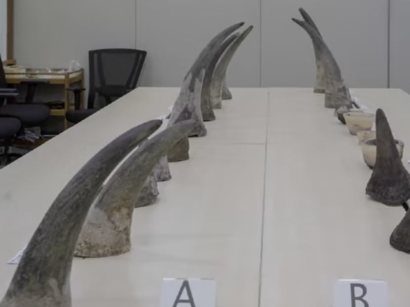 The 20 pieces of rhinoceros horns seized weighed more than 34kg in total and were estimated to be worth around S$1.2 million. The 20 pieces of rhinoceros horns seized weighed more than 34kg in total and were estimated to be worth around S$1.2 million.