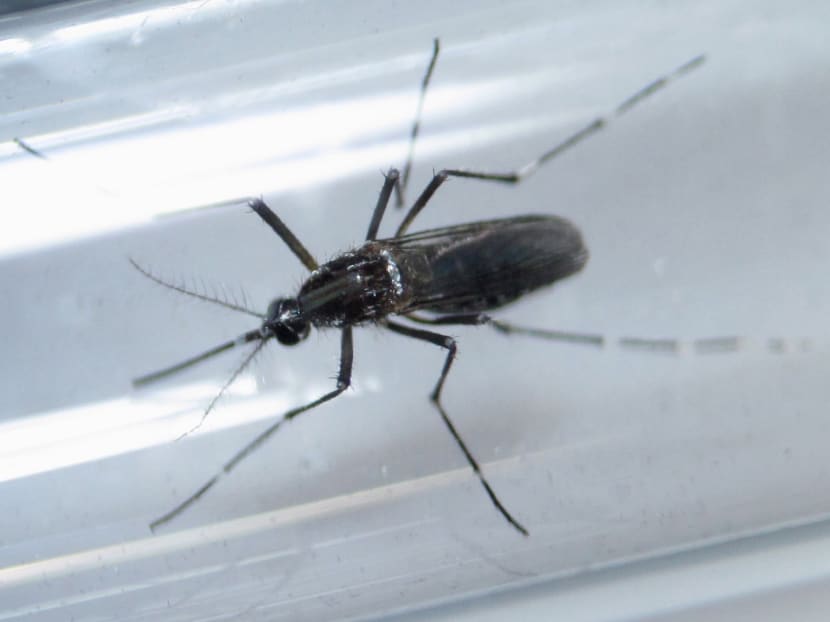An Aedes aegypti mosquito is seen inside a test tube as part of a research on preventing the spread of the Zika virus and other mosquito-borne diseases at a control and prevention centre in Guadalupe, Mexico, March 8, 2016. Photo: Reuters