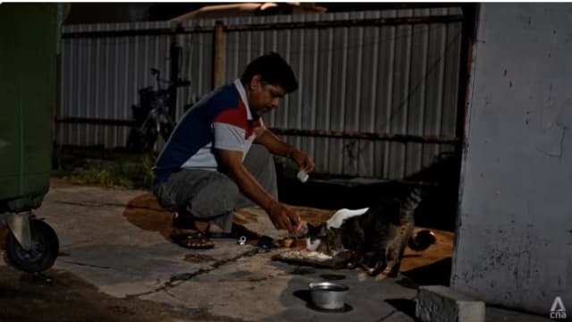 工业区内现温情！外籍劳工与义工合作照料流浪猫狗