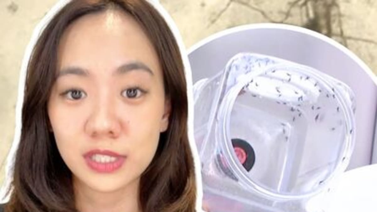 Why Singapore is releasing millions of male aedes mosquitoes every week