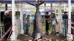 Related article image