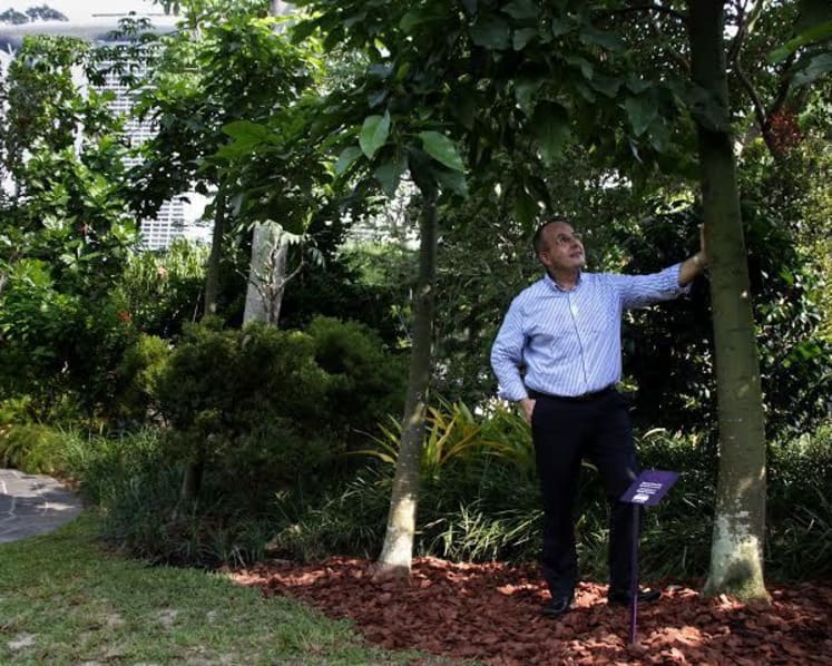 Australian is first person to adopt a tree at Gardens by the Bay