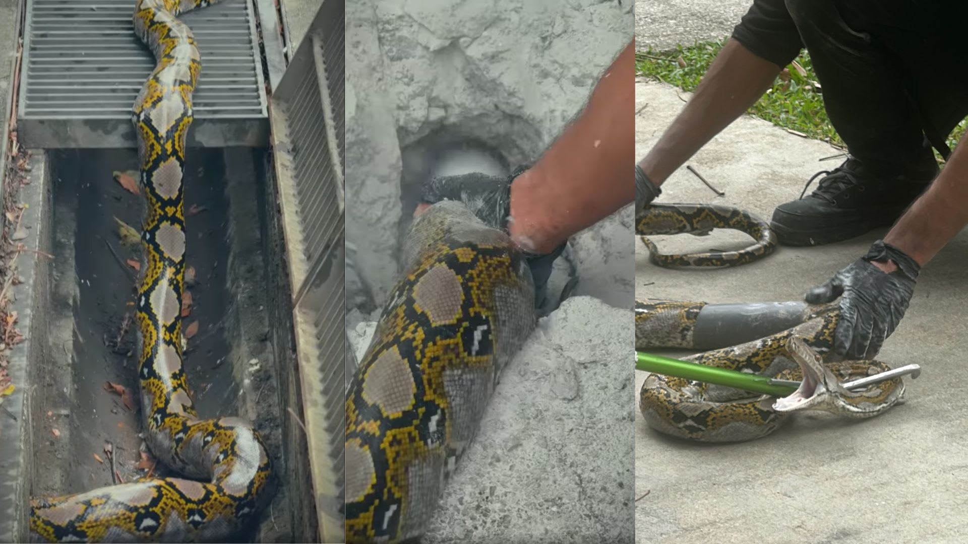 巨蟒半身卡排水管公园局人员凿洞救蛇- 8world