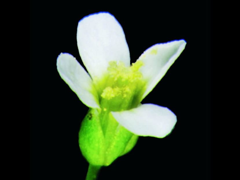Gallery: How to nip a flower in the bud - TODAY