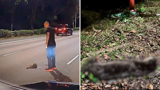 水獭疑遭车撞倒卧公路 好心人停车救援仍不幸离世