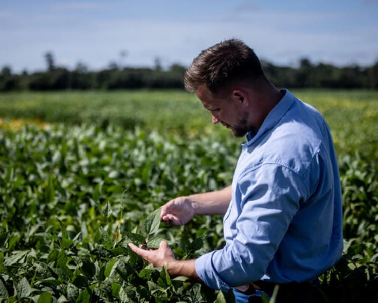 BASF Agricultural Solutions starts global registration of novel PPO herbicide Replexor™ Active