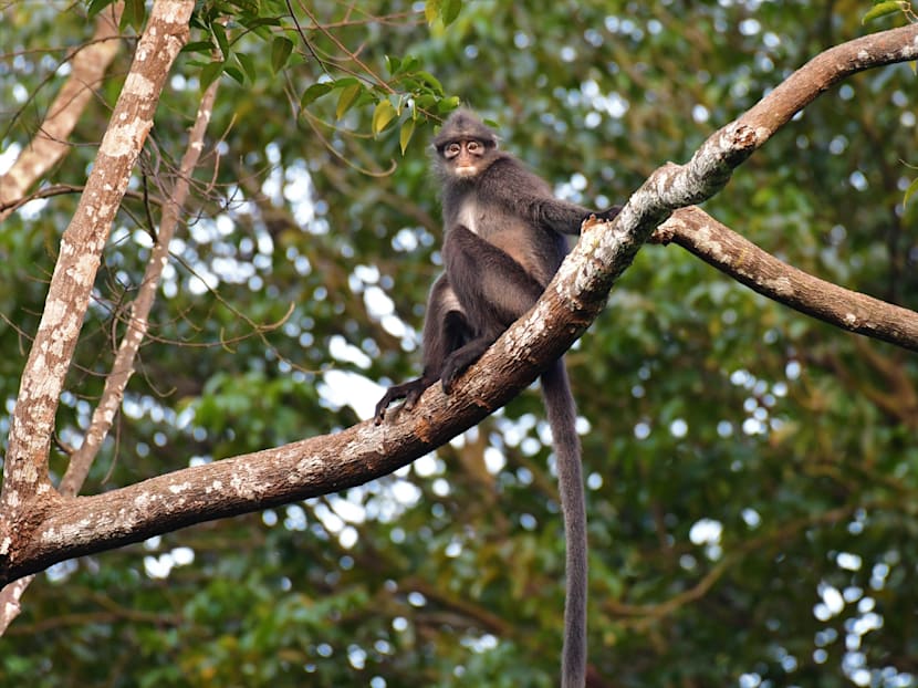 Why we should act now to save the Raffles’ banded langur