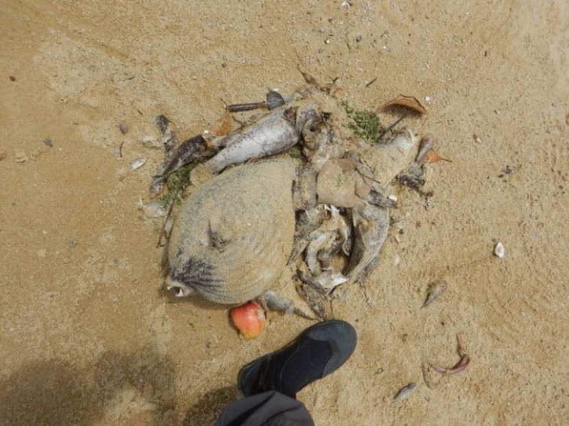 Up to 600 tonnes of fish lost to algal bloom: AVA