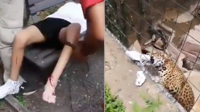 为与美洲豹近距离拍照翻围栏  墨西哥少年被猛兽攻击
