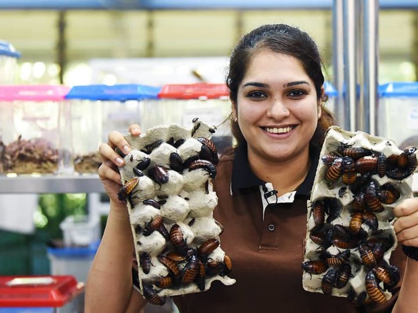 The English major who became an accidental zookeeper