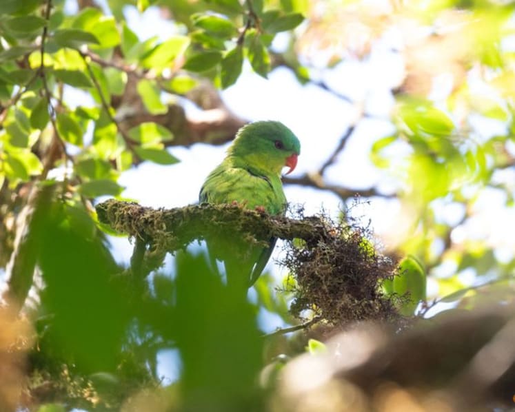 Indonesian parrot, seen once in a century, reappears in mountain forest