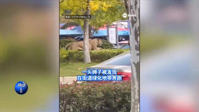 狮城有约 | 8分看视界：狮子马路逃窜 组屋单位垃圾成山